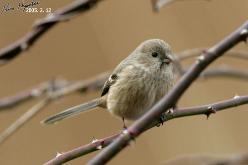 Long-tailed Rosefinch