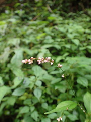 Persicaria posumbu