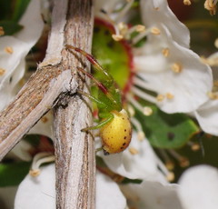 Tharrhalea pulleinei