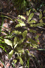 Quintinia serrata