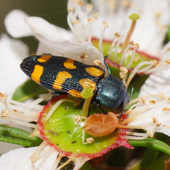 Castiarina