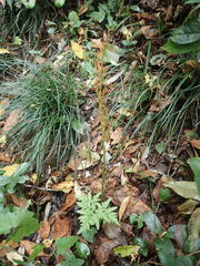 Sceptridium ternatum