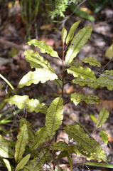Quintinia serrata