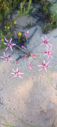 Image of Star Sambreeltjie by (c) Danie Palm, some rights reserved (CC BY)