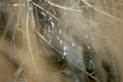 Nycticorax nycticorax