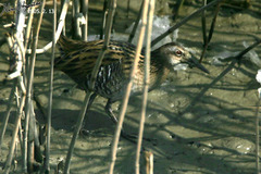 Rallus indicus