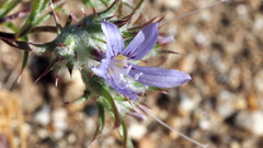 Eriastrum eremicum eremicum