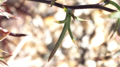 Eriastrum eremicum eremicum