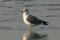 Larus fuscus heuglini