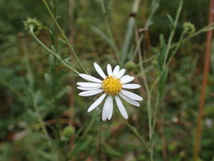 Aster yomena dentatus