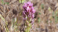 Castilleja exserta exserta