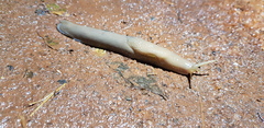 Urocyclidae