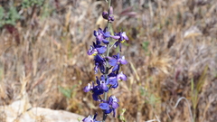 Delphinium parishii subglobosum