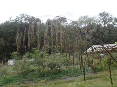 Spodiopogon cotulifer