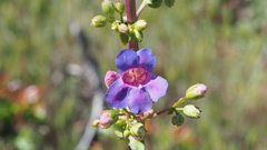 Penstemon spectabilis spectabilis