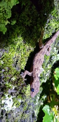 Hemidactylus platycephalus