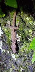 Hemidactylus platycephalus