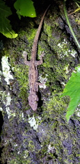 Hemidactylus platycephalus