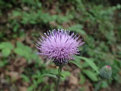 Cirsium oligophyllum