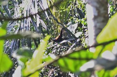 Centropus sinensis bubutus