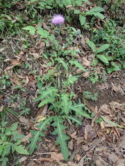 Cirsium oligophyllum