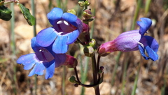 Penstemon spectabilis spectabilis