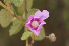 Howittia trilocularis