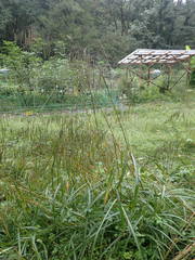 Spodiopogon cotulifer