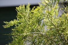Carmichaelia odorata