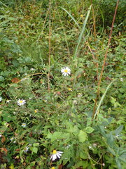 Aster yomena dentatus
