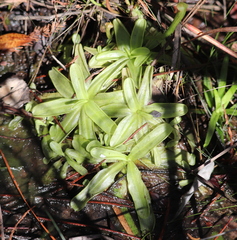Pinguicula primuliflora