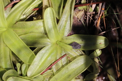 Pinguicula primuliflora
