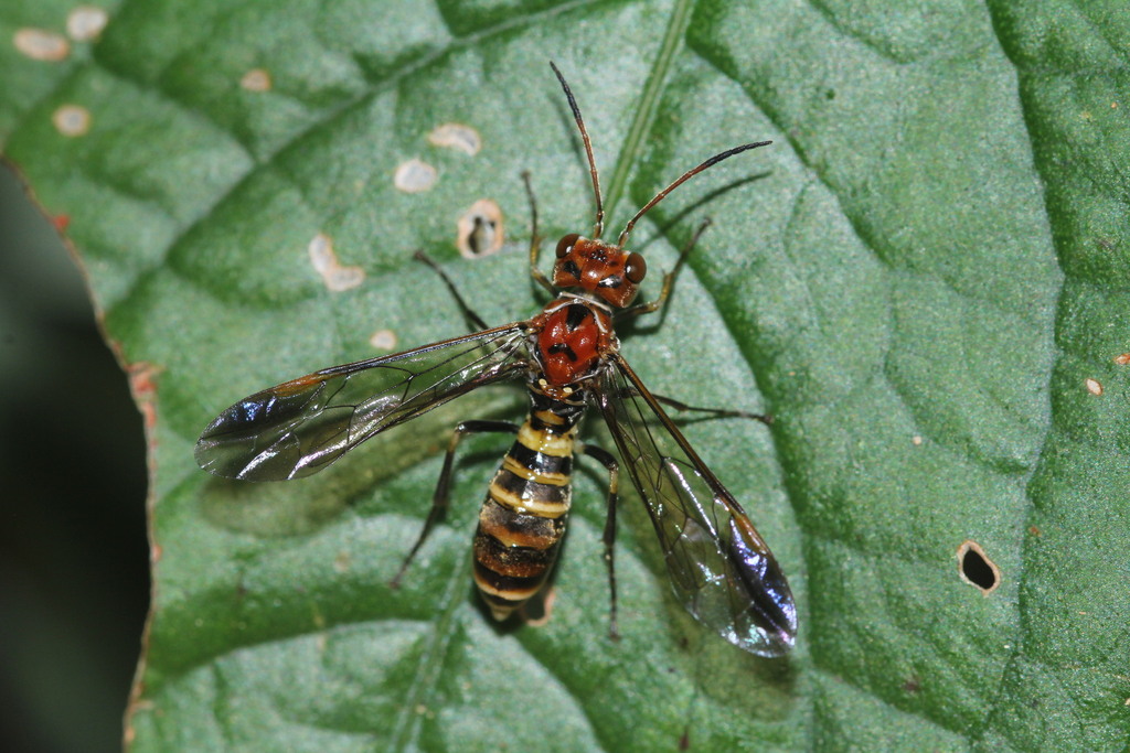 Athlophorus
