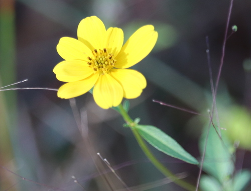 smallfruit beggarticks (Bidens mitis)