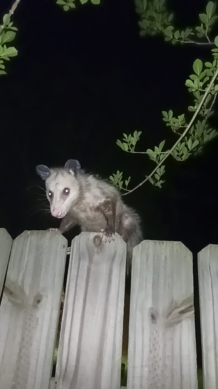 Didelphis virginiana<br>30 April, 2023