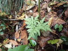 Sceptridium ternatum