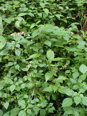 Persicaria posumbu