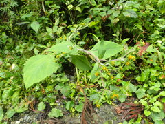 Sigesbeckia pubescens