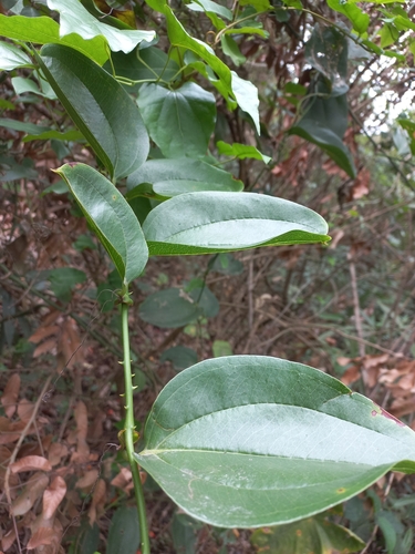 Smilax ovalifolia observed 2023-05-01