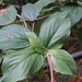 Acalypha angatensis - Photo (c) Han-Ting Liu, some rights reserved (CC BY-NC), uploaded by Han-Ting Liu