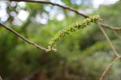 Acalypha angatensis