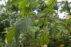Acalypha angatensis