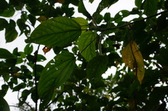 Acalypha angatensis