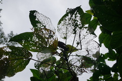 Acalypha angatensis