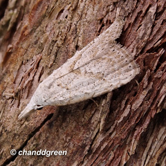Meganola brunellus