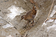 Rallus indicus