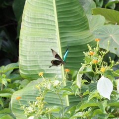 Papilio buddha