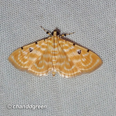 Notarcha aurolinealis