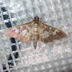 Uresiphita quinquigera