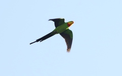 Polytelis swainsonii